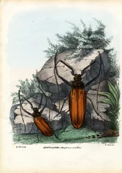 Longicorne, 1863-79